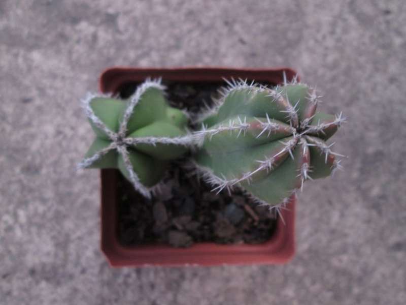 10cm pot/ Succulent. Live plant. Column cactus.  Different rib growth