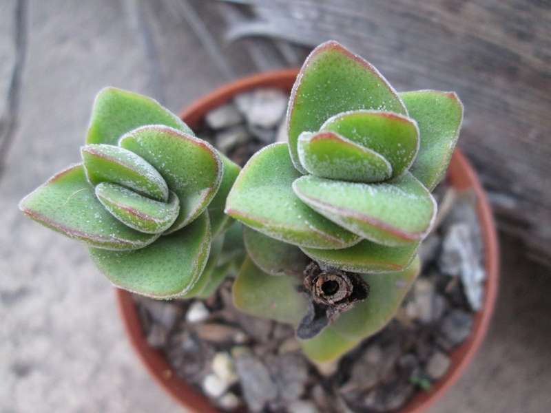 7.5 cm pot/ Succulent. LIve plant. Crassula sp.