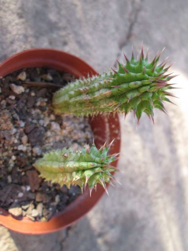 7.5 cm pot/ Succulent. Live plant. Hoodia gordonii (Ghaap)