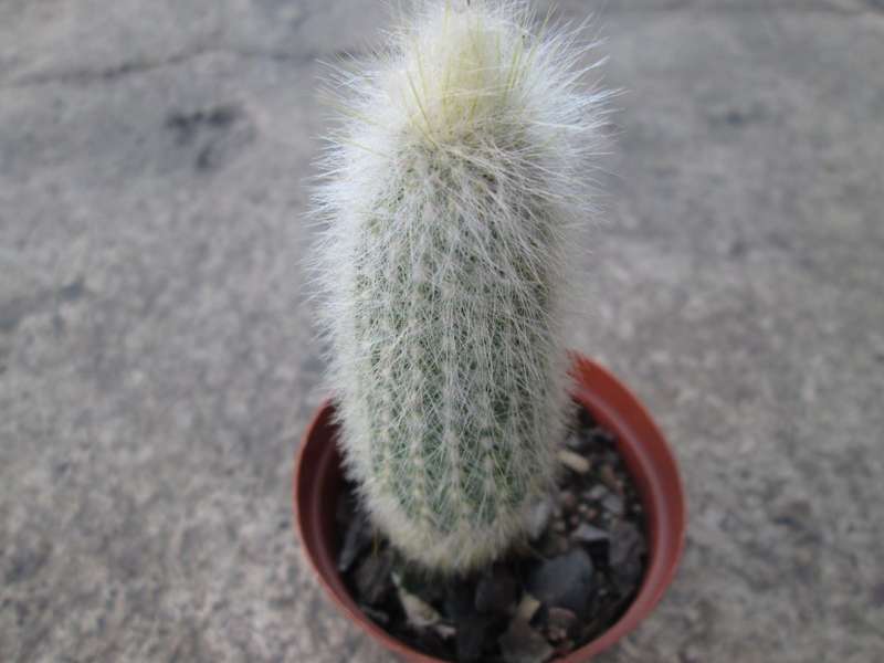 7.5 cm pot/ Succulent. Live plant. Cactus, Columnar white