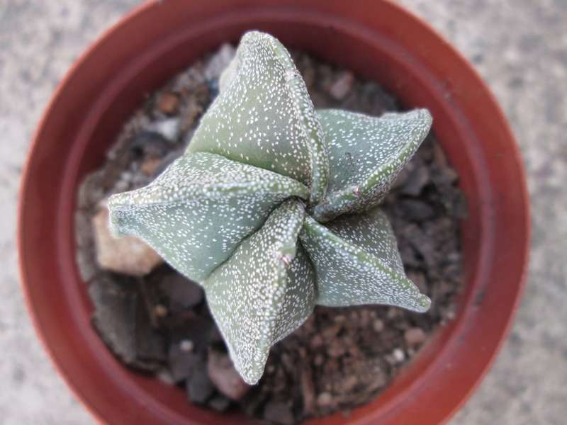 7.5 cm pot/ Succulent. Live plant. Astrophytum
