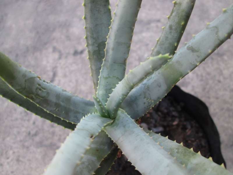 12 cm pot. Succulent. Live plant. Aloidendron ramosissimum, Maiden's quiver tree