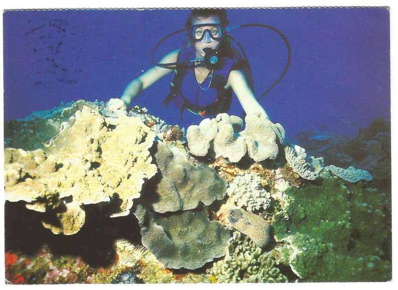 Post Card - Sodwana Bay- Natal- South Africa- Used- Cancel- George- 2002- Blossom Competition