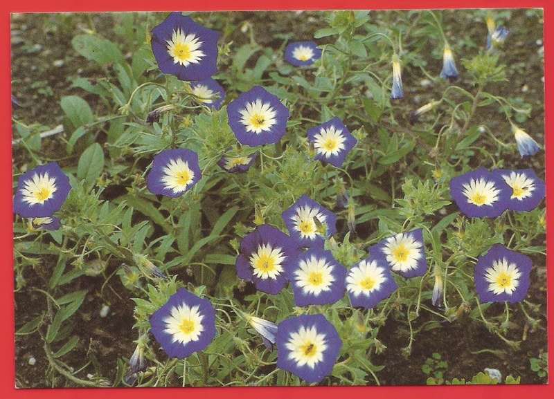 Postcard- Post Card- Unused- Thematic- Flora- Flowers