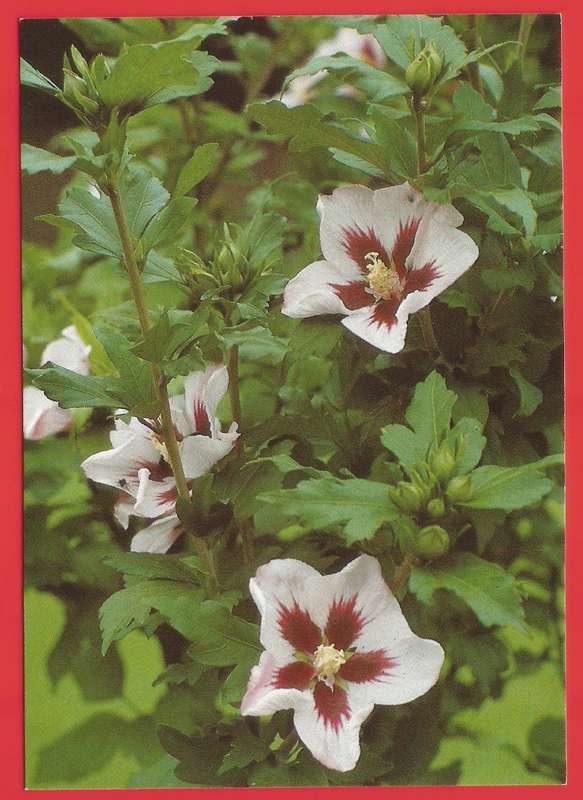 Postcard- Post Card- Unused- Thematic- Flora- Flowers