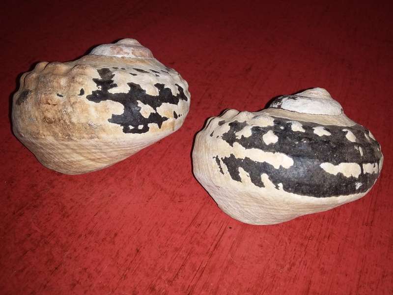 Sea Shells Grouping-Collecting