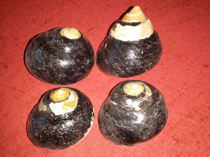 Sea Shells Grouping-Collecting