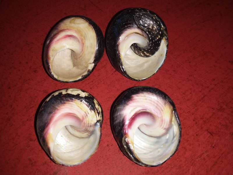 Sea Shells Grouping-Collecting