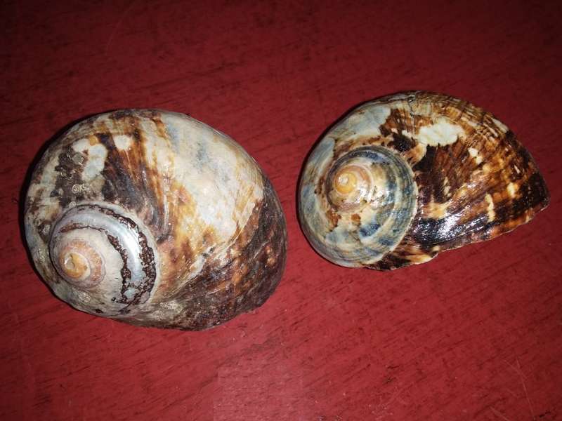 Sea Shells Grouping-Collecting
