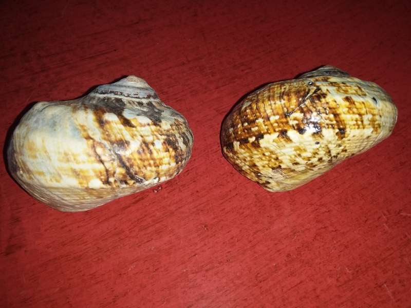 Sea Shells Grouping-Collecting