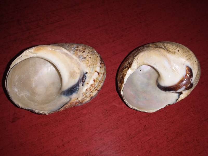 Sea Shells Grouping-Collecting