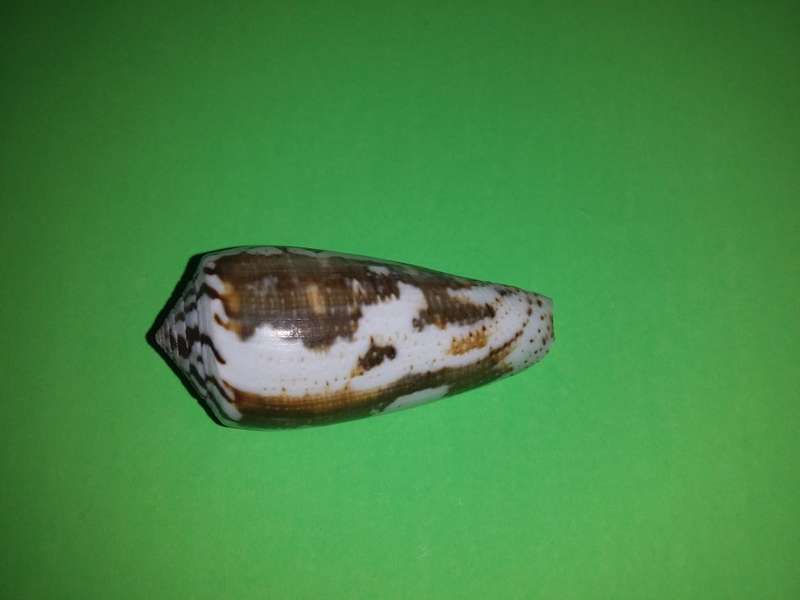 Sea Shell-Collecting