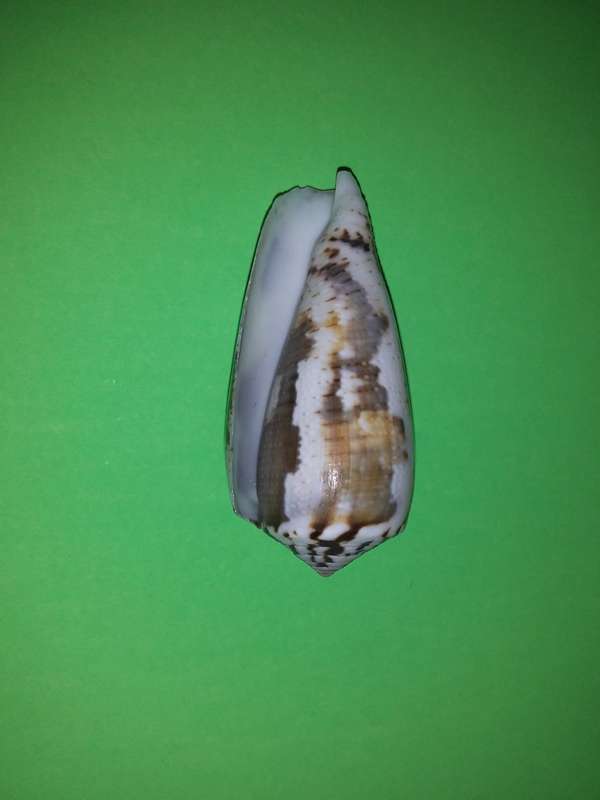 Sea Shell-Collecting
