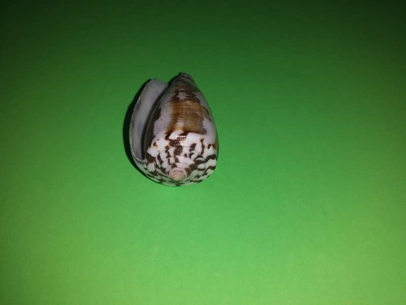 Sea Shell-Collecting