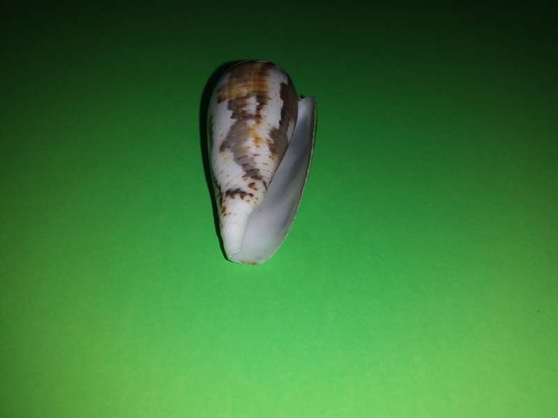 Sea Shell-Collecting
