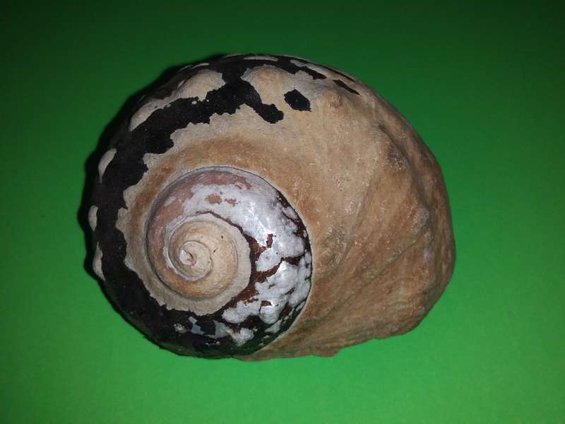 Sea Shell-Collecting