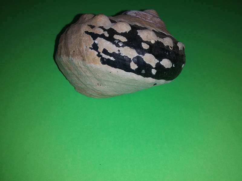 Sea Shell-Collecting