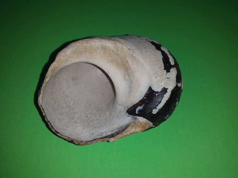 Sea Shell-Collecting
