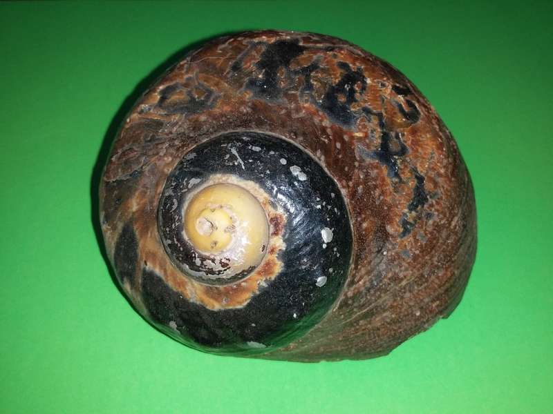 Sea Shell-Collecting