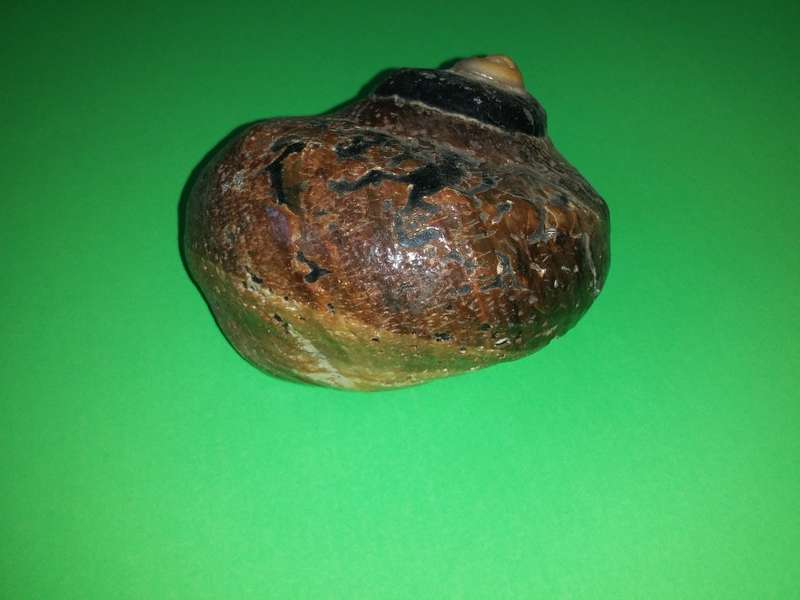 Sea Shell-Collecting