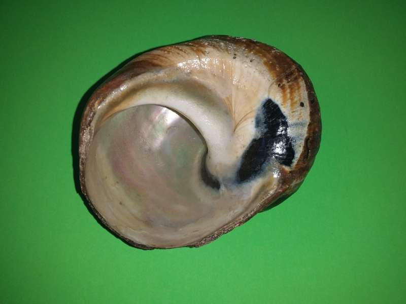 Sea Shell-Collecting