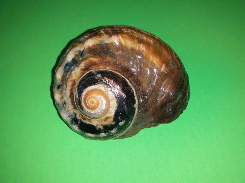Sea Shell-Collecting