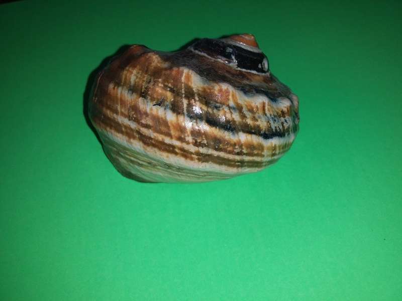 Sea Shell-Collecting