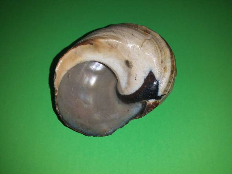 Sea Shell-Collecting