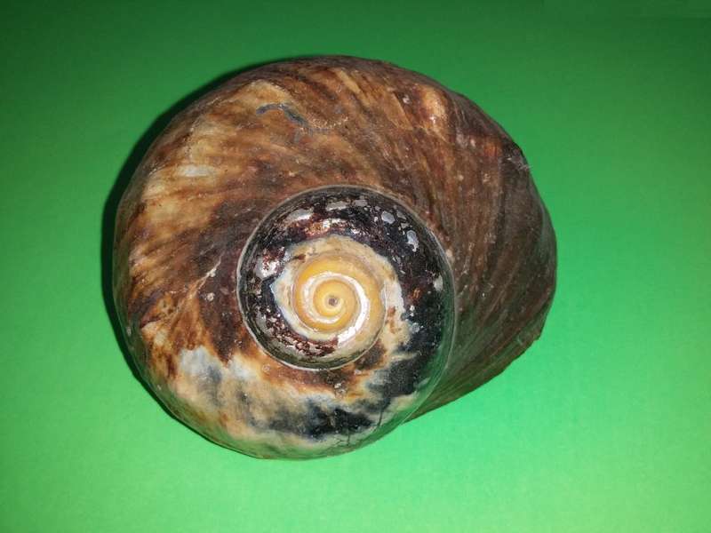 Sea Shell-Collecting