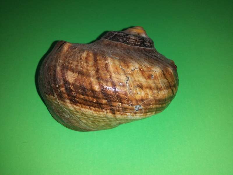 Sea Shell-Collecting