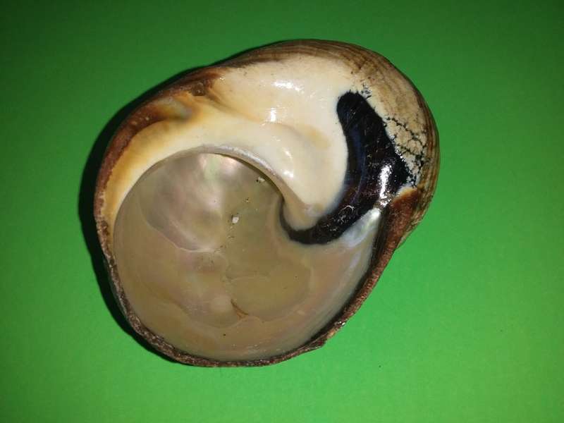 Sea Shell-Collecting