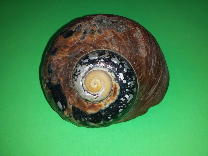 Sea Shell-Collecting