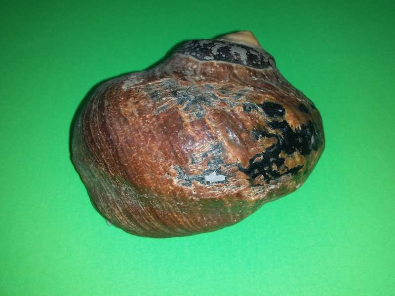Sea Shell-Collecting