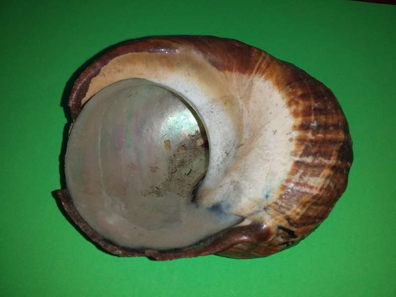 Sea Shell-Collecting