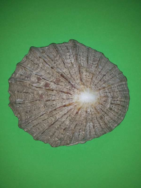 Sea Shell-Collecting