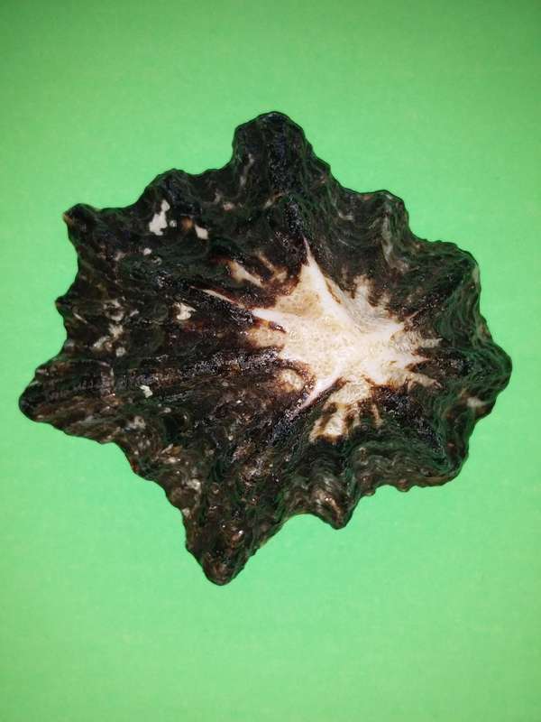 Sea Shell-Collecting