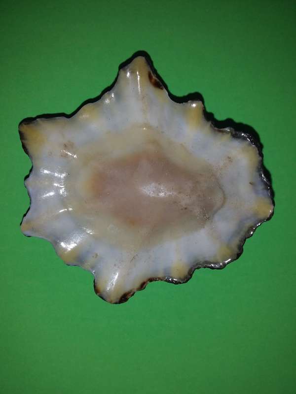 Sea Shell-Collecting