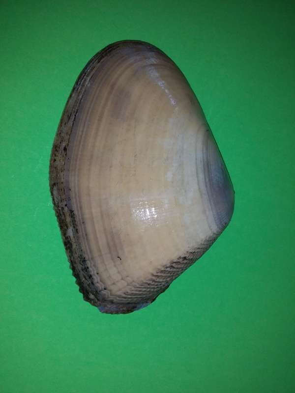 Sea Shell-Collecting