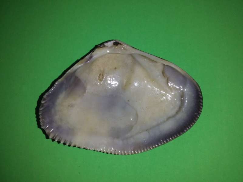 Sea Shell-Collecting