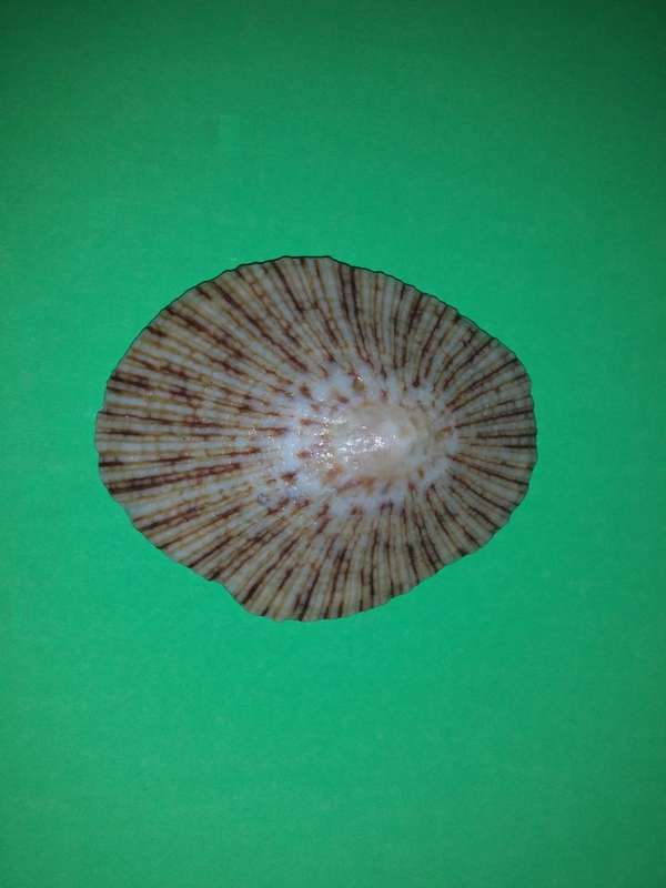 Sea Shell-Collecting