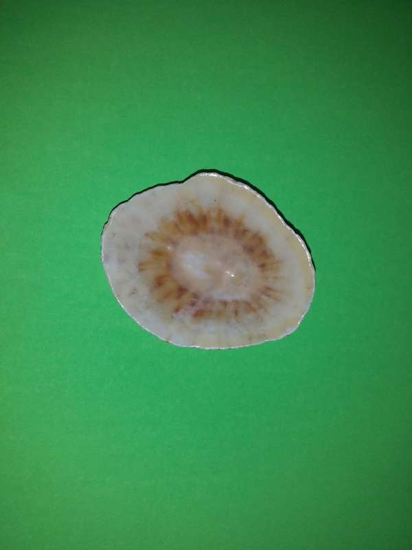 Sea Shell-Collecting