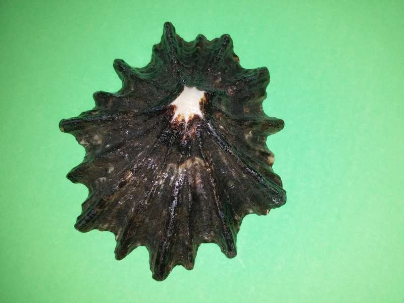 Sea Shell-Collecting