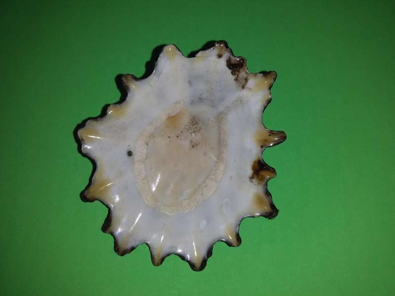 Sea Shell-Collecting