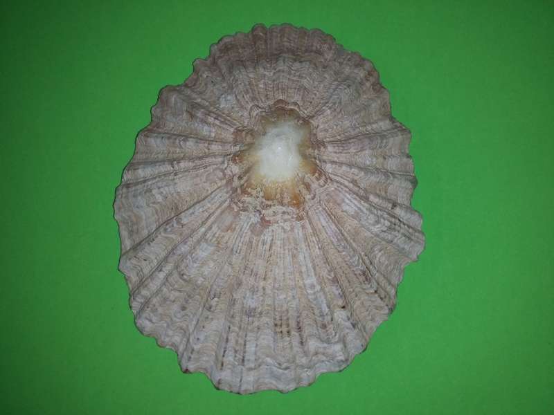 Sea Shell-Collecting