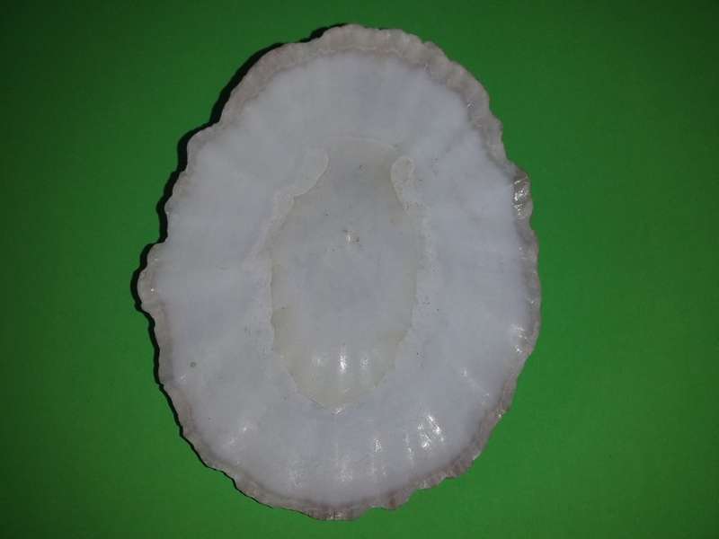Sea Shell-Collecting