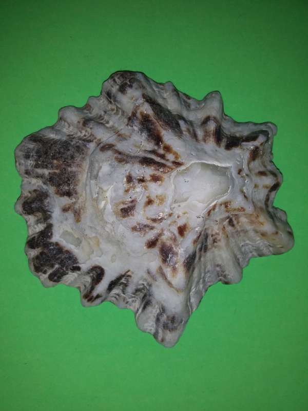 Sea Shell-Collecting