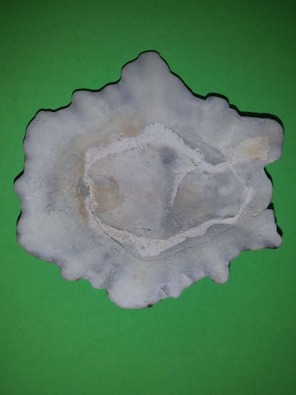 Sea Shell-Collecting