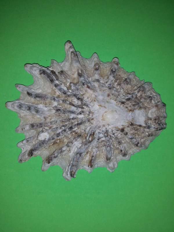Sea Shell-Collecting