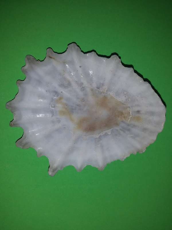 Sea Shell-Collecting