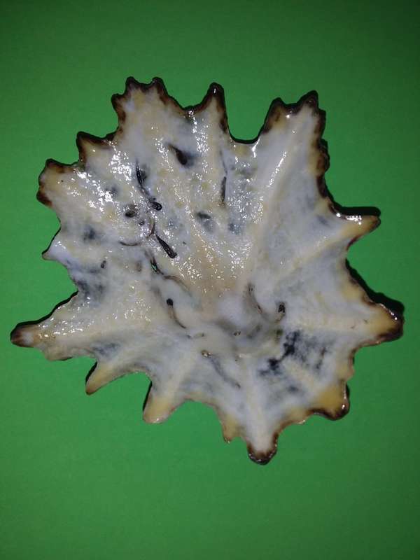 Sea Shell-Collecting